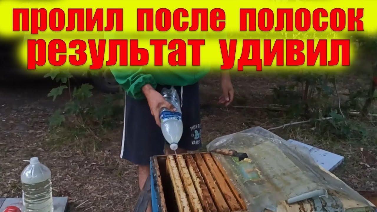 Этот эксперимент кардинально сменит обработку пчел от клеща Варроа осенью. Обработка пчел от клеща