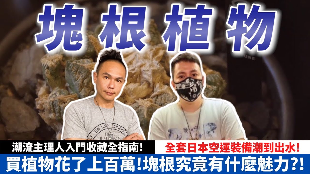 買植物花了上百萬！塊根究竟有什麼魅力？全套日本空運裝備潮到出水！潮流主理人入門收藏全指南！【超派人生】