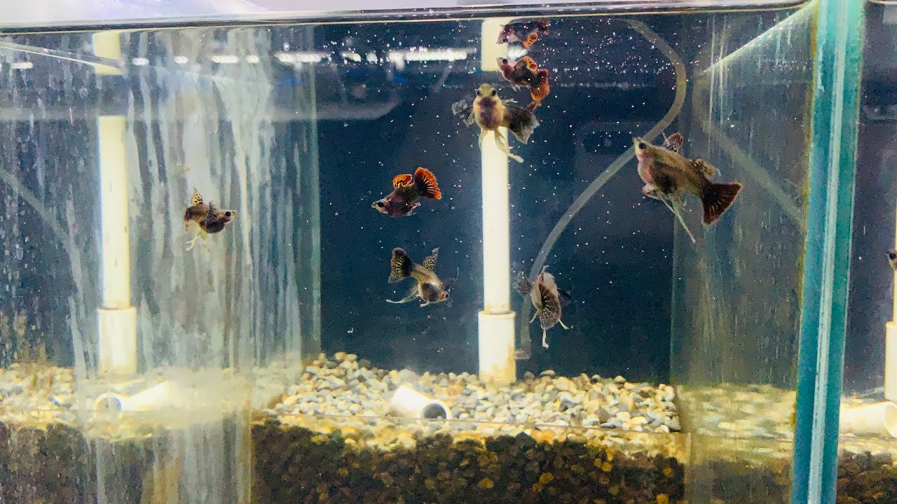 Cập nhật c&aacute; d&ograve;ng Guppy hồ k&iacute;nh Vip | chia sẻ kinh nghiệm nu&ocirc;i c&aacute; bảy 