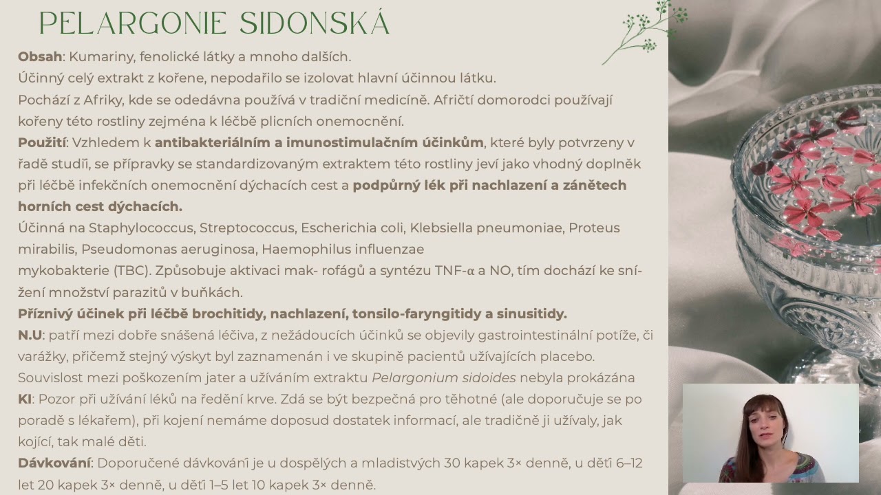 D25 - Africk&aacute; pelargonie - Kaloba - nepostradateln&aacute; v &uacute;vodu infekce