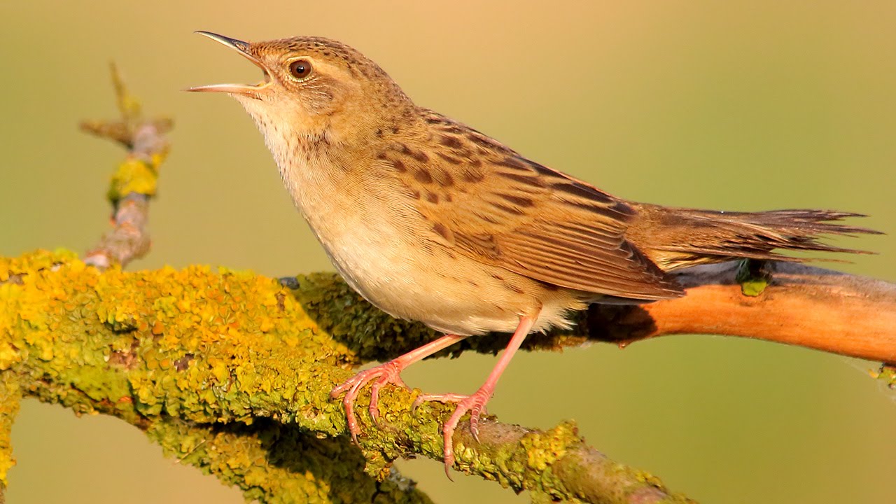 Bird sounds Grasshopper Warbler singing