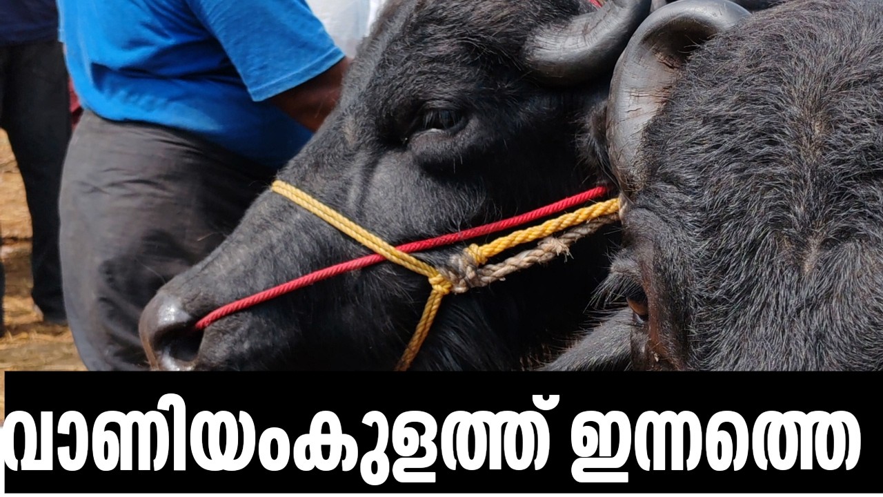 Super കുട്ടികൾ|vaniyamkulam chanda|CATTLE MARKET