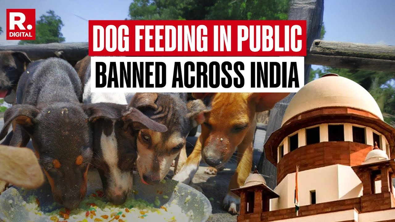 Supreme Court Bans Public Feeding Of Stray Dogs, Dogs Suspected Of Rabies To Be Confined
