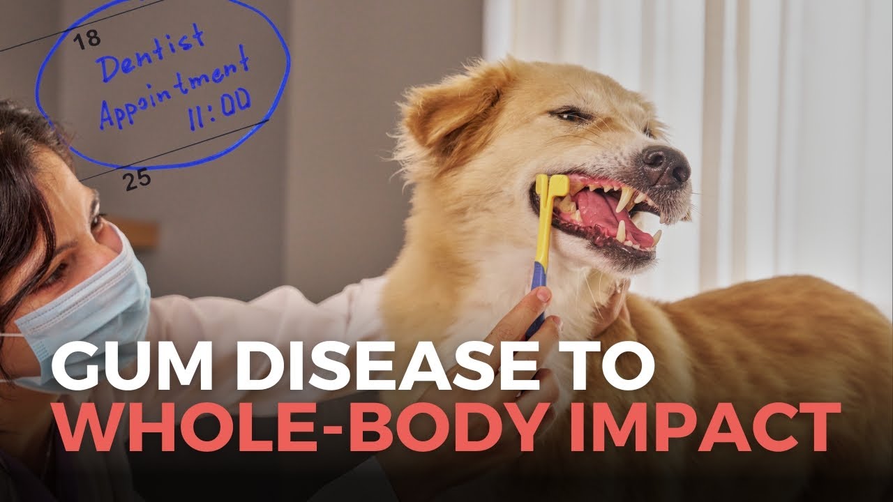 From Gum Disease to Whole-Body Impact: Pet Dental Health Explained
