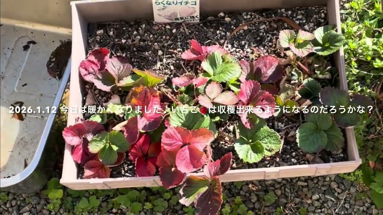 田舎暮らし　雑多な庭の新年一週間の庭の様子です♪ 