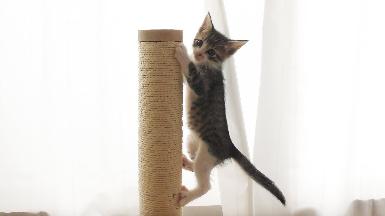 棒状の爪研ぎに登ってドヤ顔を決める子猫がこちら...笑