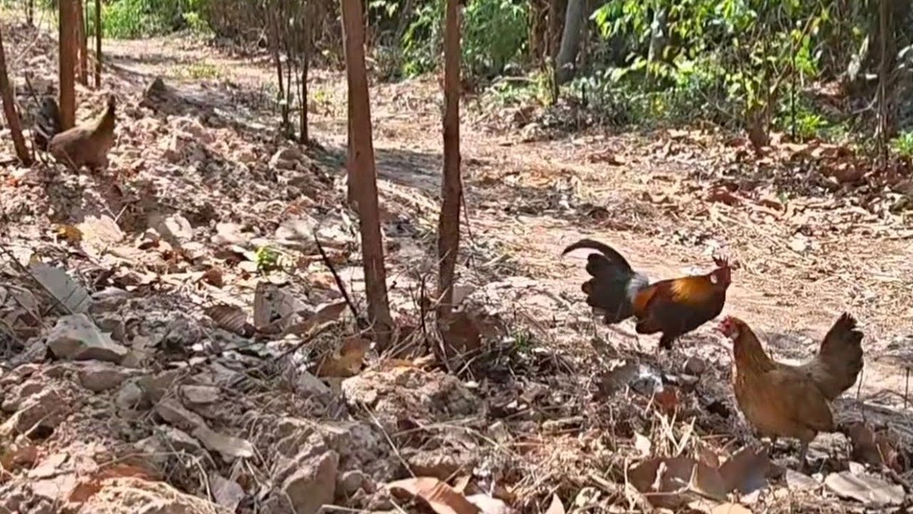 ต่อไก่ พรานนก #นางจันทร์หอม#ธรรมชาติ 