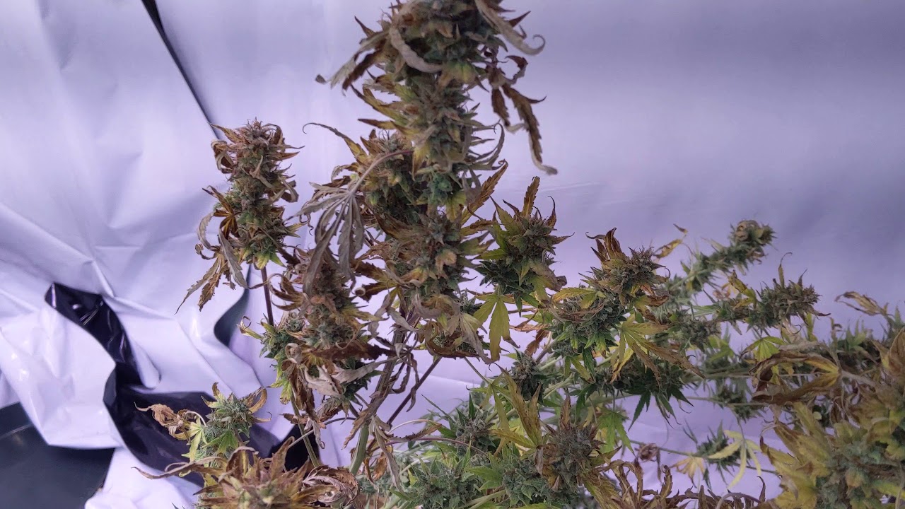 Dinafem Haze 2.0 - Day 79 - Harvest