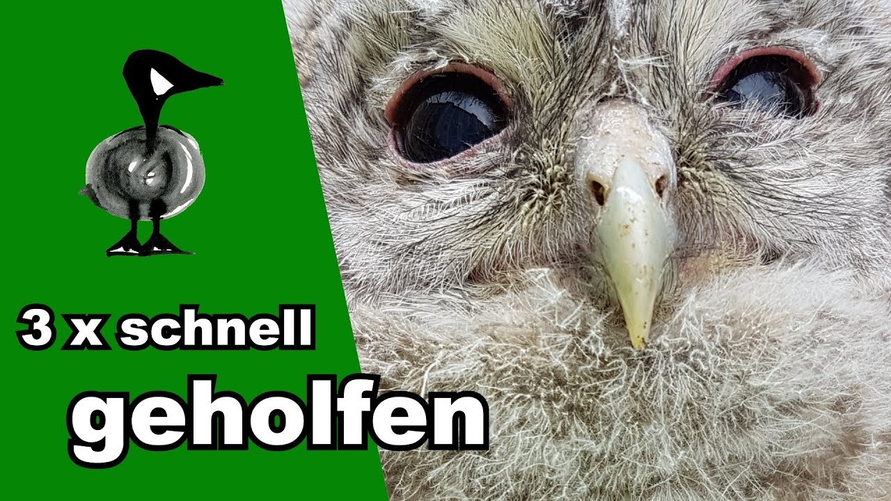 Drei Mal schnelle Hilfe - Tiernotruf #216