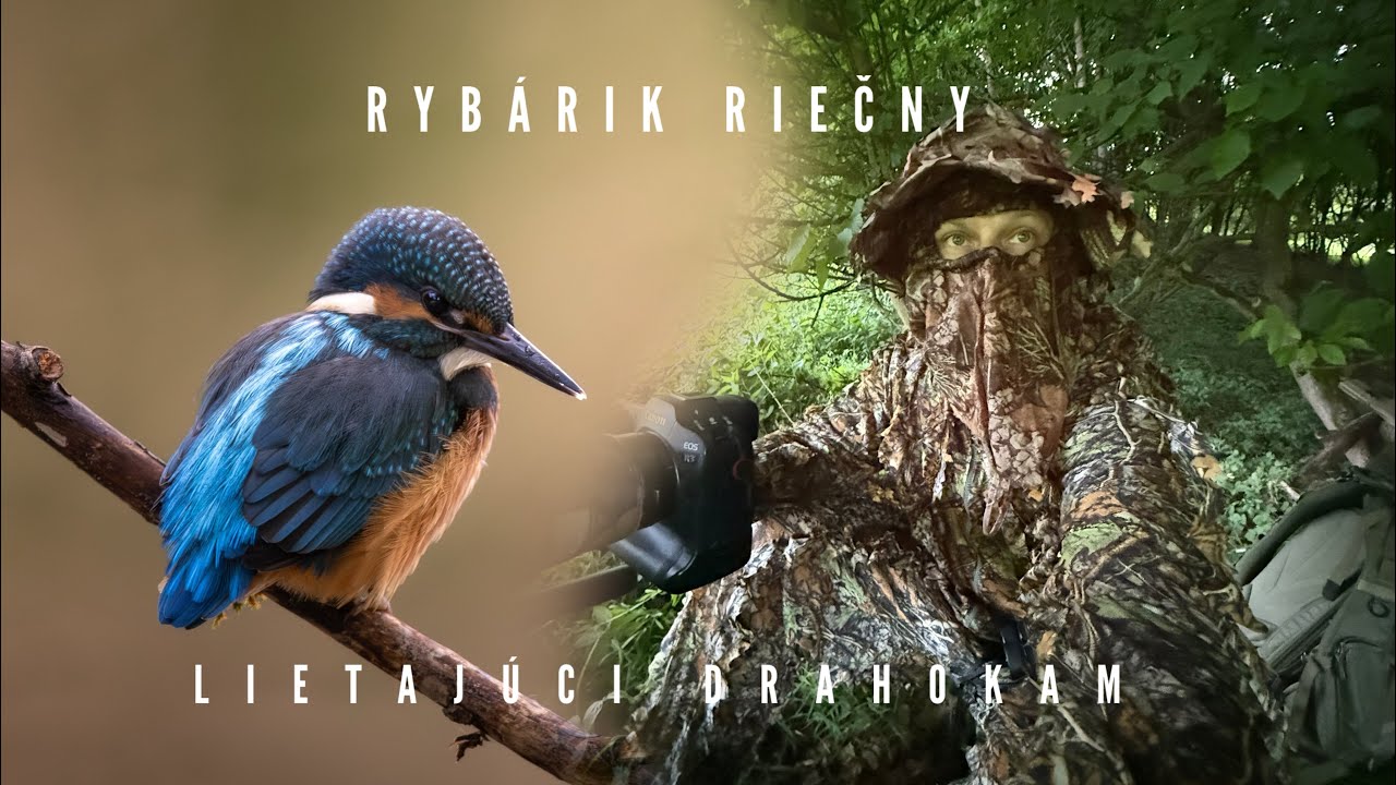 Rybárik riečny, wildlife photo
