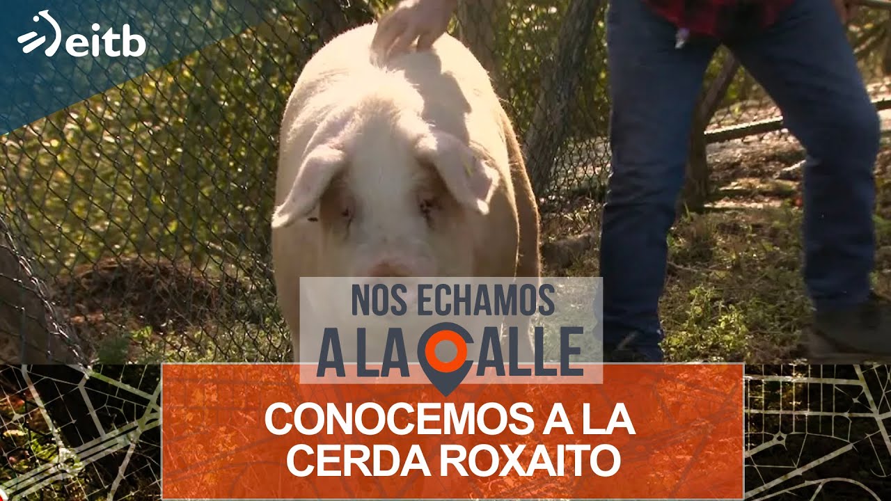 Conocemos a la cerda Roxaito, la reina de la feria de Santo Tomás de San Sebastián