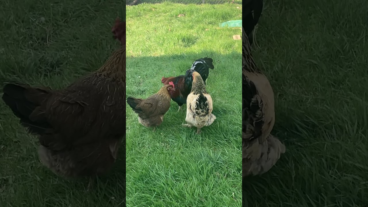CHICKENS