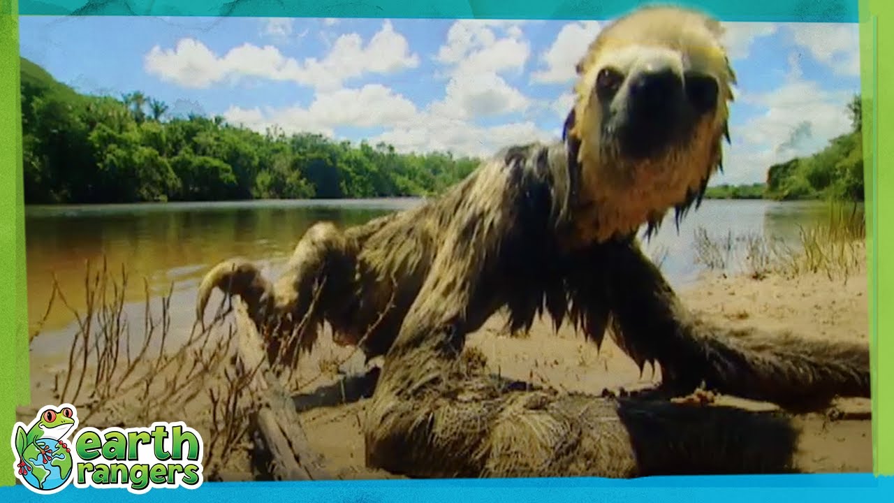 EWWW Wet Sloth! 🦥 | Earth Rangers