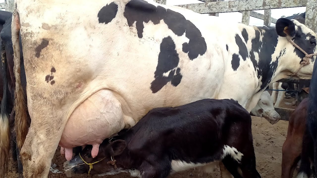 Feira das Vacas Leiteiras Capoeiras Pe.23/01/26