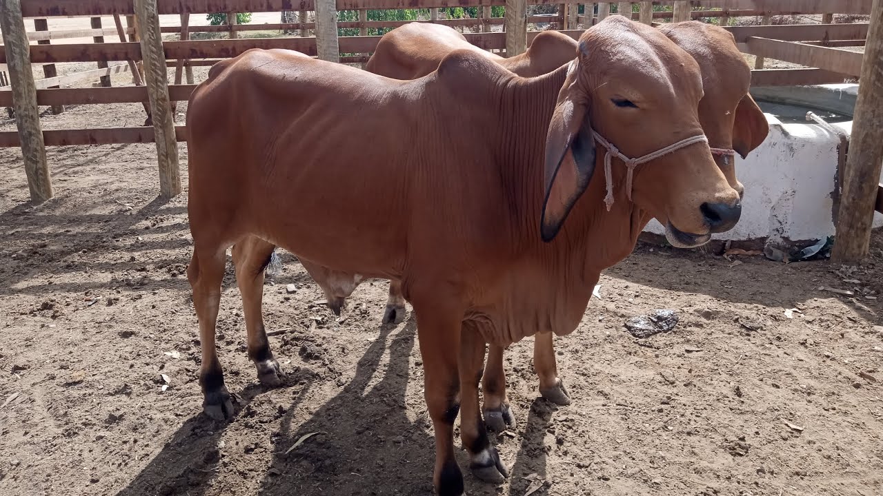 Feira de gado de bom conselho-PE 24/01/26 gado muito barato e aqui, pareia de garrote sindi só luxo 