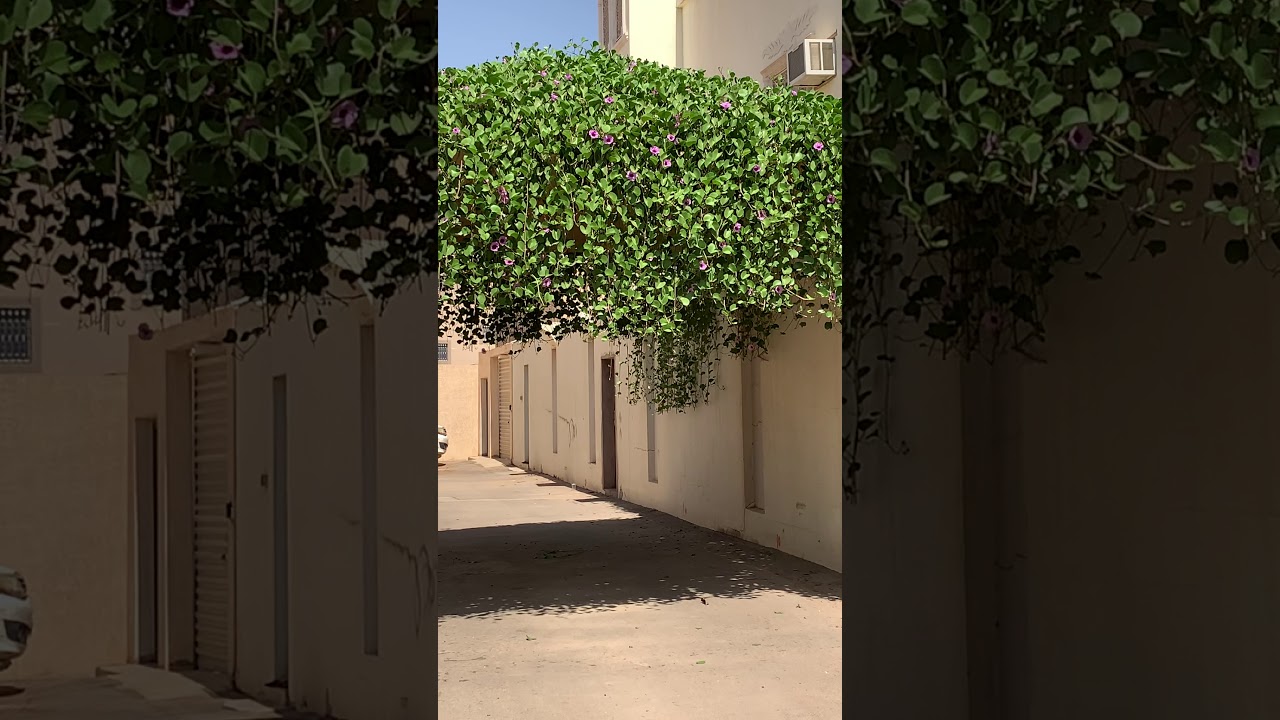 مداد البوهينيا ظلف الماعز