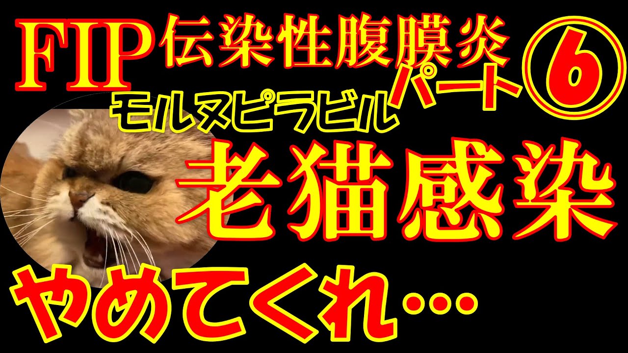 【FIP】猫伝染性腹膜炎パート⑥老猫レオも感染？モルヌピラビル投薬70日経過！致死率９９％の難病克服
