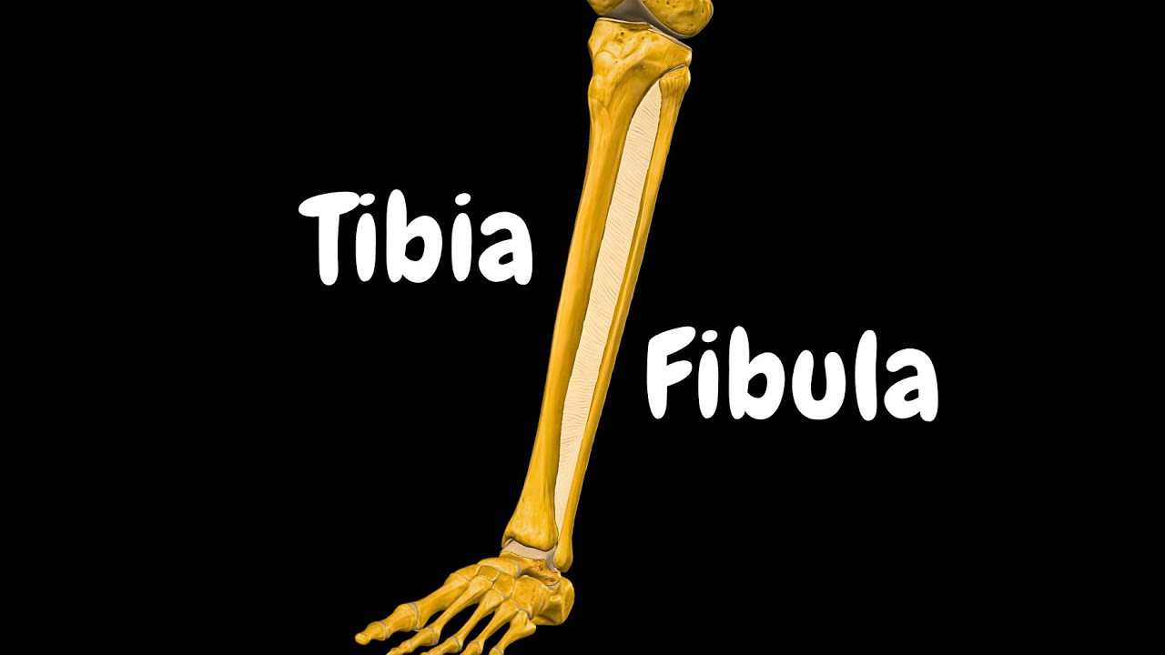 Kość piszczelowa i strzałkowa (podudzie): charakterystyczne cechy kości, stawy i funkcje | Anatomia