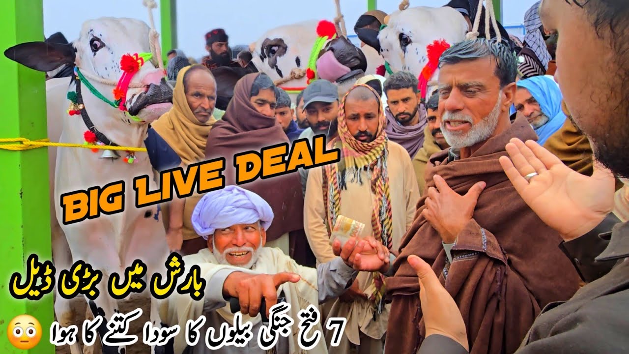 Live Deal Naseeb Ka Soda Mandra Mandi Rawalpindi | Bakra Eid Qurbani Gondal Mandi Domail Mandi