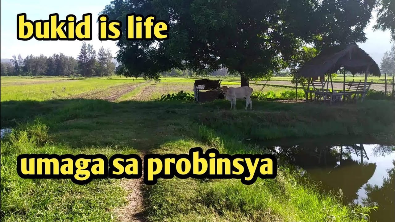isang umaga sa bukid | buhay probinsya