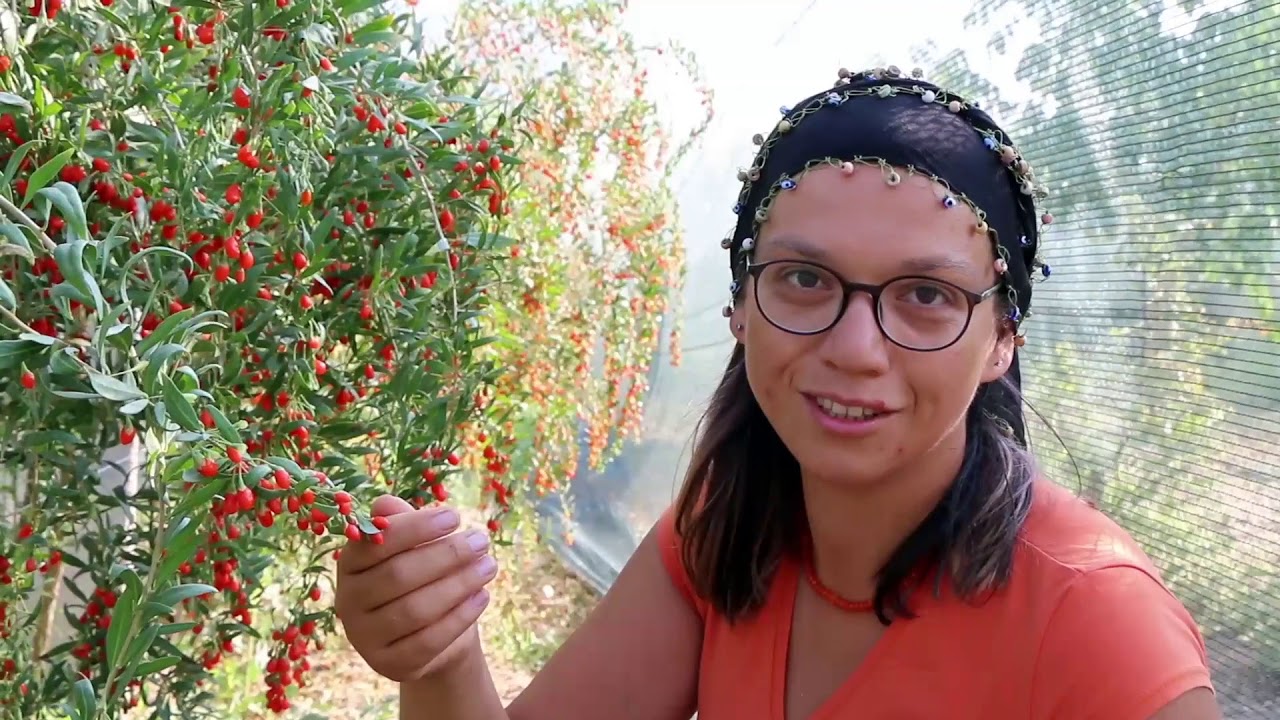 Temmuz Organik Çiftliği - Goji Berry (kurt üzümü)