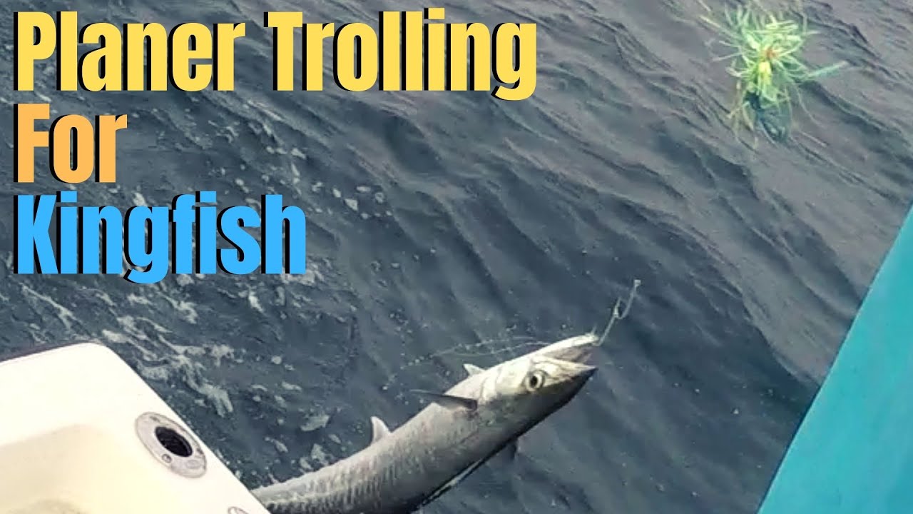 Planer Trolling for KINGFISH