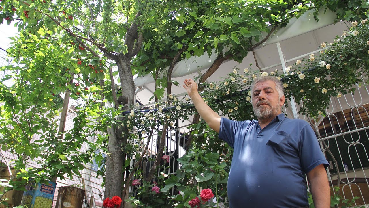 Bir ağaçta 7 farklı meyve yetiştirdi