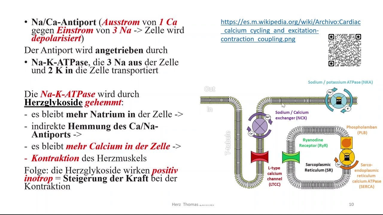 Herzrhythmusst&ouml;rungen 2: Aktionspotential des Arbeitsmyokards