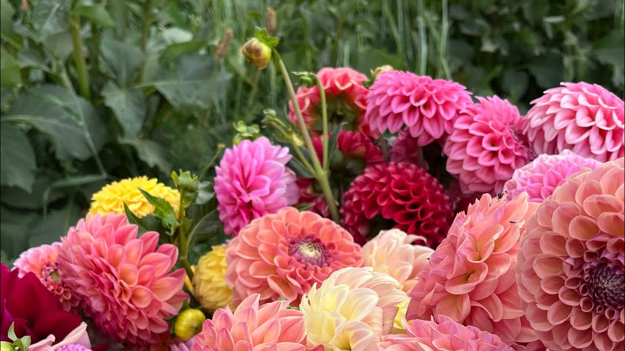 February Flower Farm tour, Blooms on the Hill