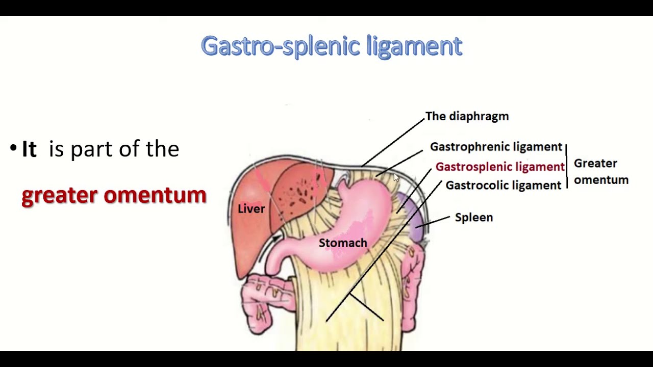 Anatomy of gastrosplenic ligament