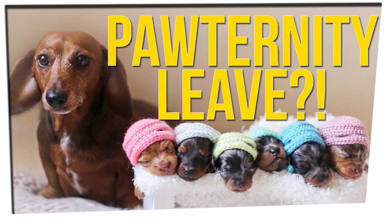 Companies Are Offering Pet Maternity Leave?! ft. Shannon Boodram & DavidSoComedy