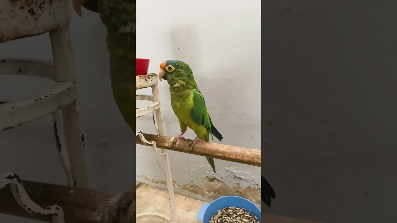 Loro Papillero #PericoAtolero #aviariban