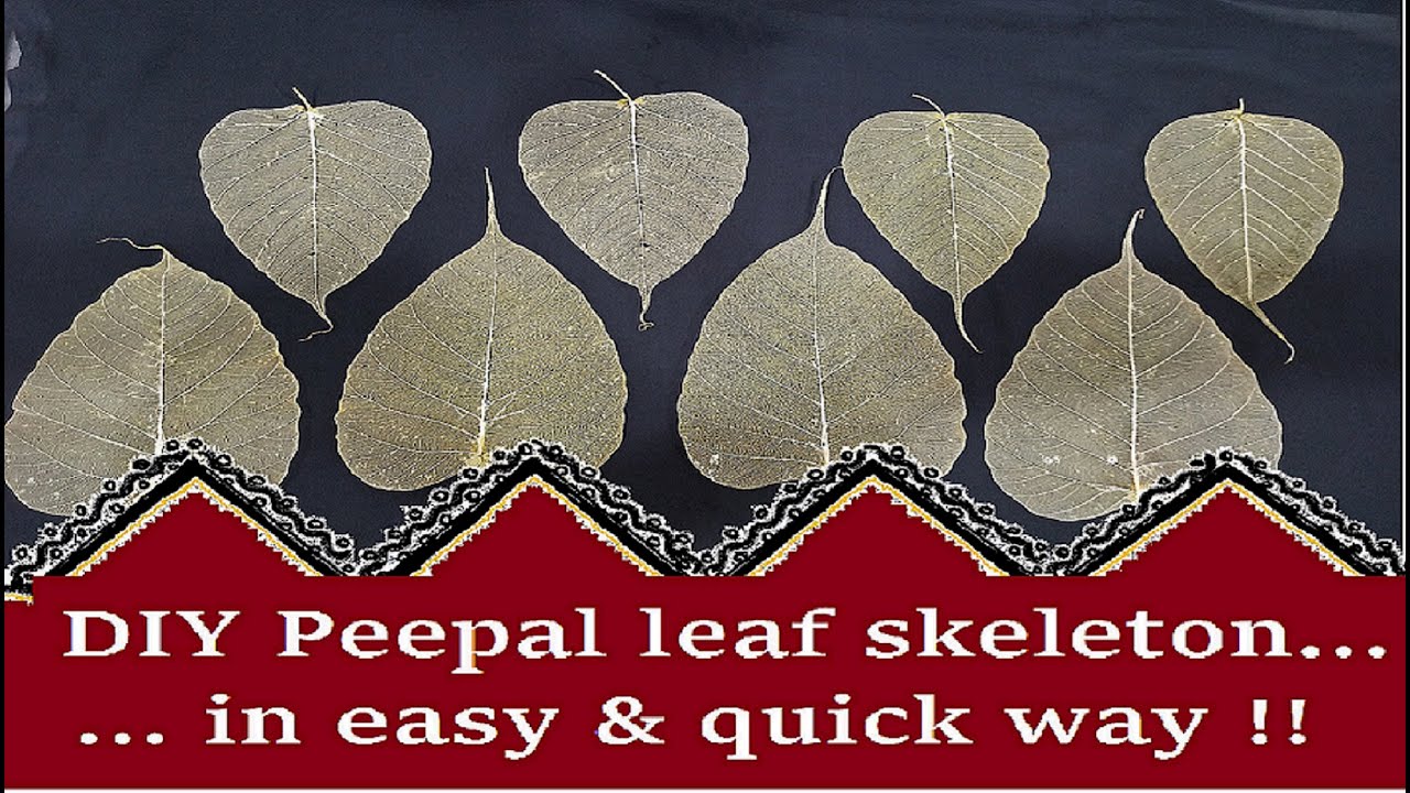 How to make Peepal leaf skeleton at home/ (Peepal leaf art Part 1)/Festive home decor special