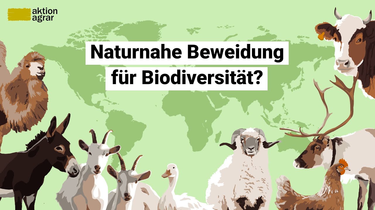 Naturnahe Beweidung als Schl&uuml;sselfaktor f&uuml;r unsere Biodiversit&auml;t? | Sommerseminar 2025