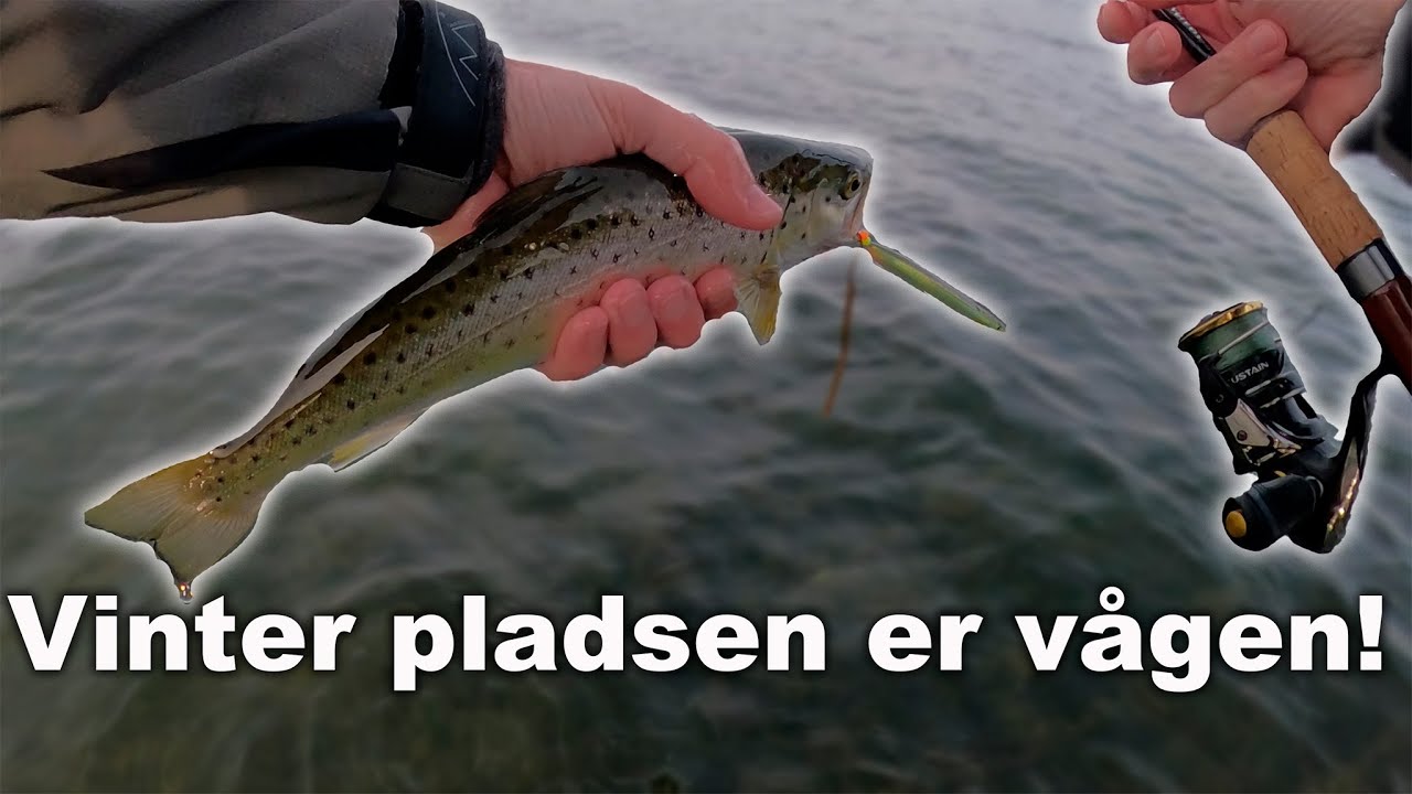 Vinter plads med masser af fisk 🐟 Havørred Fiskeri 🎣