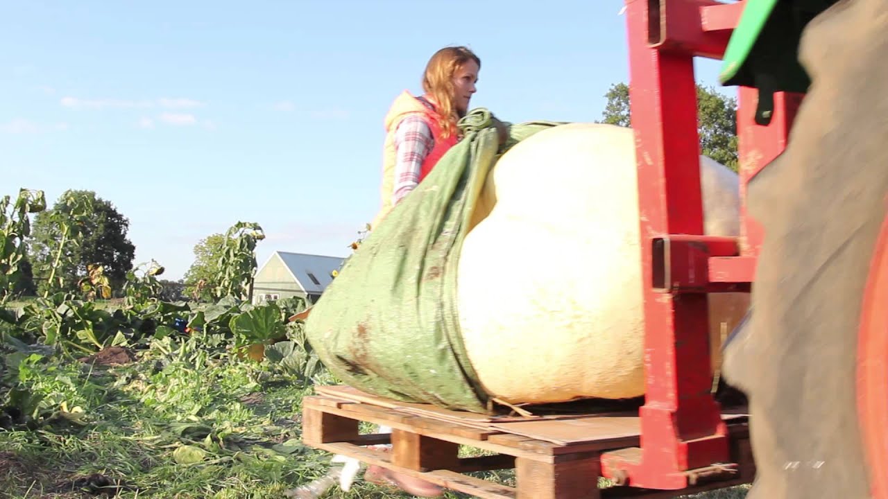 PhoneGigant Transport van Gigantische pompoen - 314 Kilo