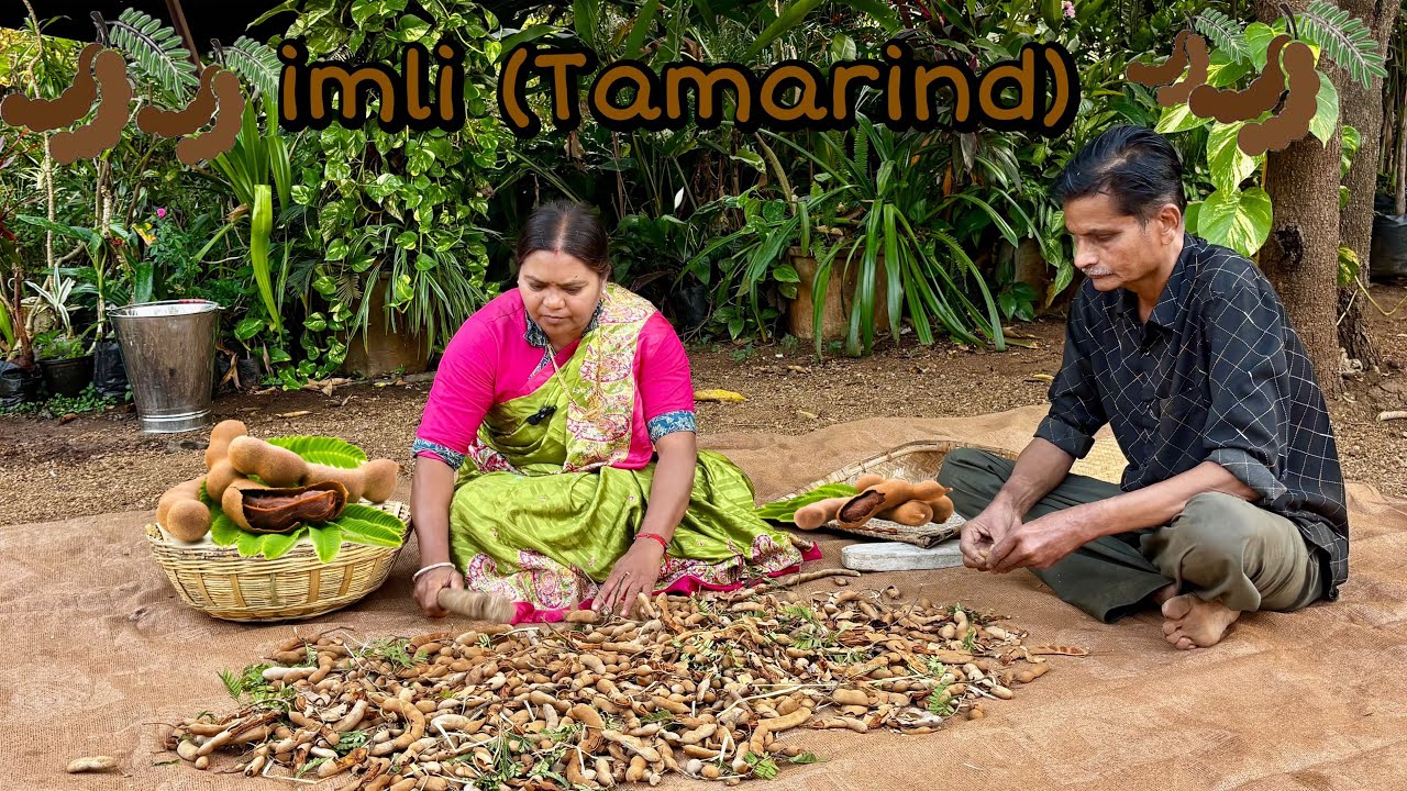 Imli Magic : Harvest, Sherbet, Chutney & Preserve making guide | Village Life Explore 