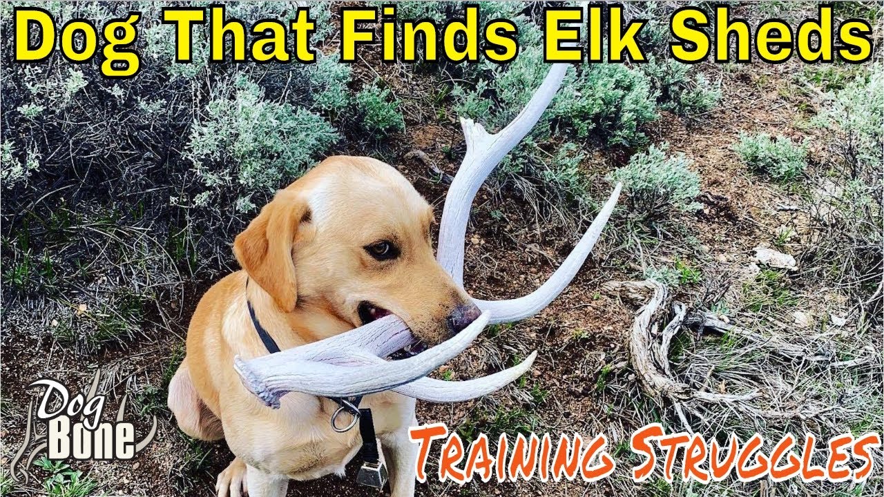 Dog That Retrieves Elk Antlers: Struggles We Faced