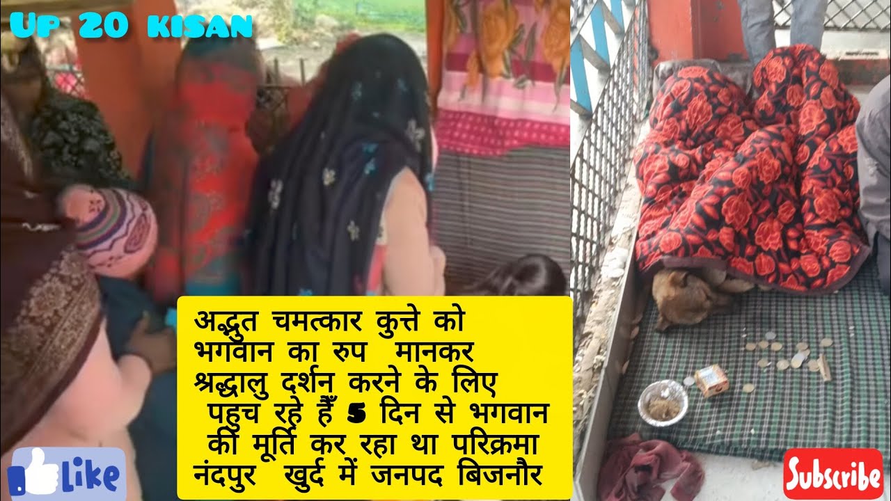 अद्भुत चमत्कार  नंदपुर  खुर्द में उमड़ी  भीड़  जनपद बिजनौर कुत्ता या भैरव बाबा? #up 20 kisan#up 