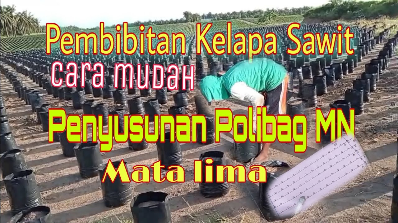 Pembibitan Kelapa sawit cara penyusunan poli bag di Main nursery (MN) sistim mata lima