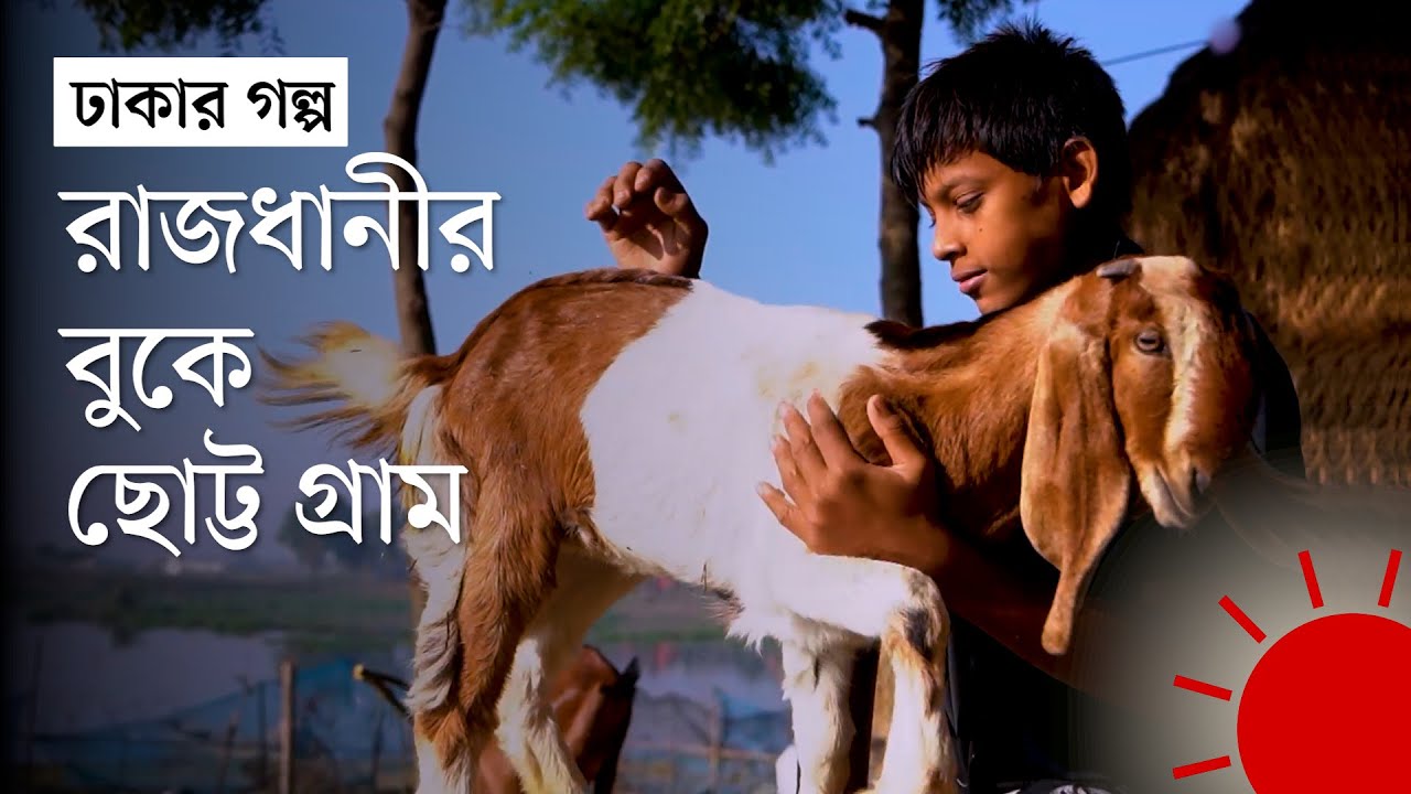 ঢাকার বুকে যেখানে এখনও হয় ধান চাষ, মাঠে চরে রাখাল | Village in Dhaka City | Prothom Alo