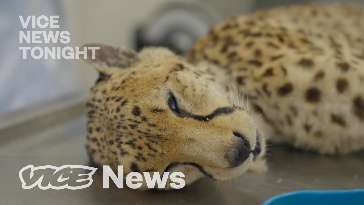 Combating Global Animal Extinction with Clones and Frozen Sperm