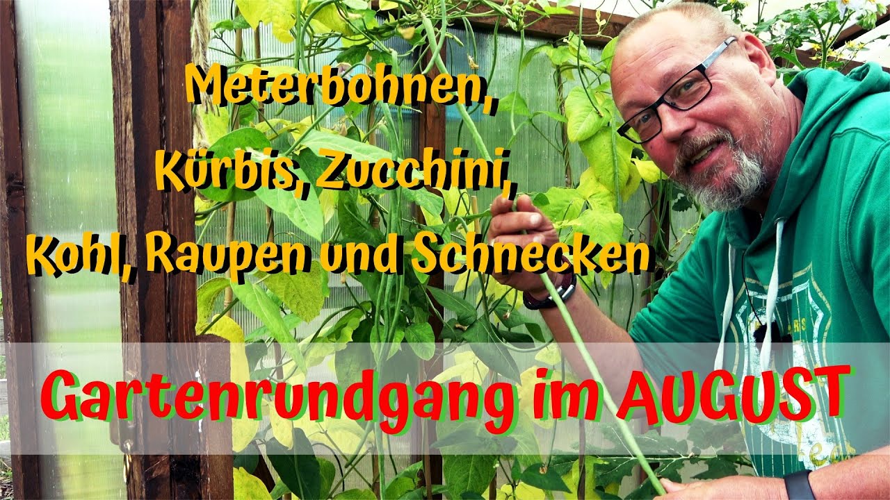 Gartenrundgang im August / Meterbohnen, Kürbis, Gurken, Zucchini, Kohl, Raupen und Schnecken