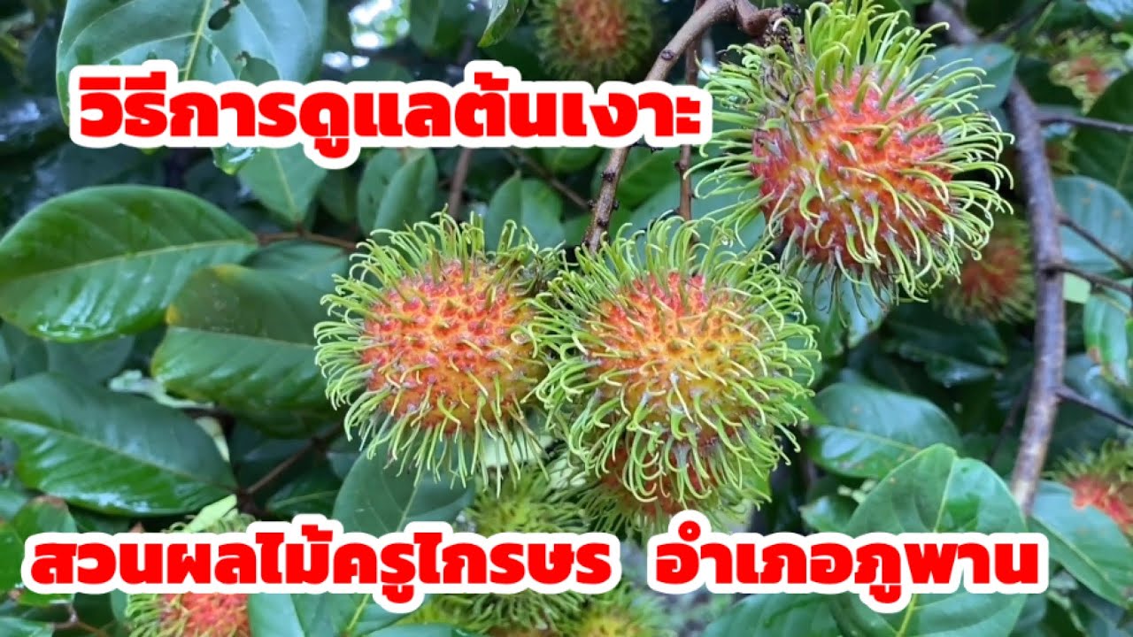 แนวทางการปลูกเงาะเพื่อเป็นรายได้เสริม ที่สวนผลไม้ครูไกรษร ภูพาน สกลนคร เบอร์โทร 081-8341310
