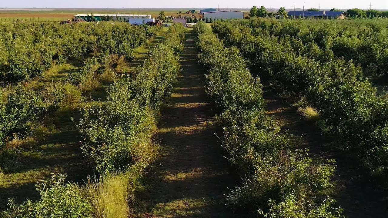 The Texas Bucket List - The Orchard in Idalou