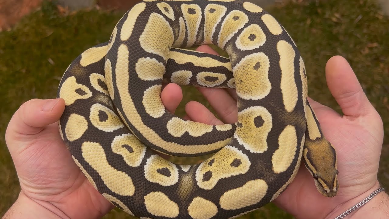The Future Of The Ball Python Market