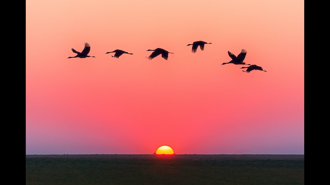 Fact on birds || about of birds || Total birds our worlds || #shortvideo || #youtubeshorts