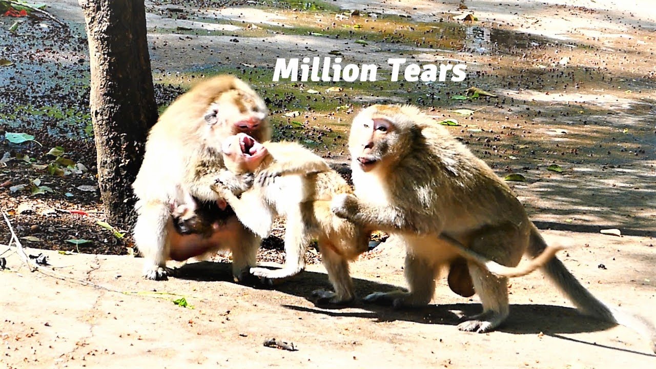 Million Tears Dropping Off! Watching Teenaged Monkey  Is Mistreated by Crazy Group Monkey Make Me