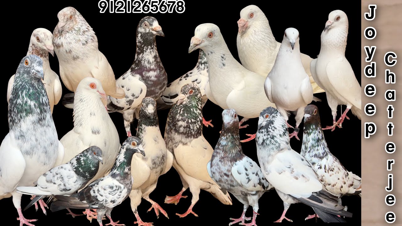 80 pigeons successfully delivered to Joydeep da | Ashok nagar | West Bengal 