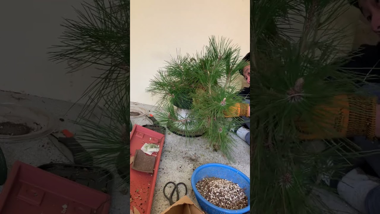 Spring work on Japanese Black Pine, Part 1: potting up air-layering